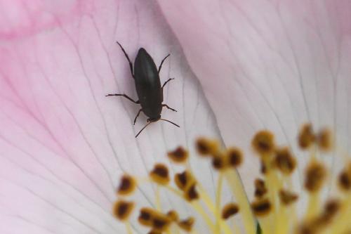 Anaspis sp.